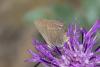 Satyrium spini